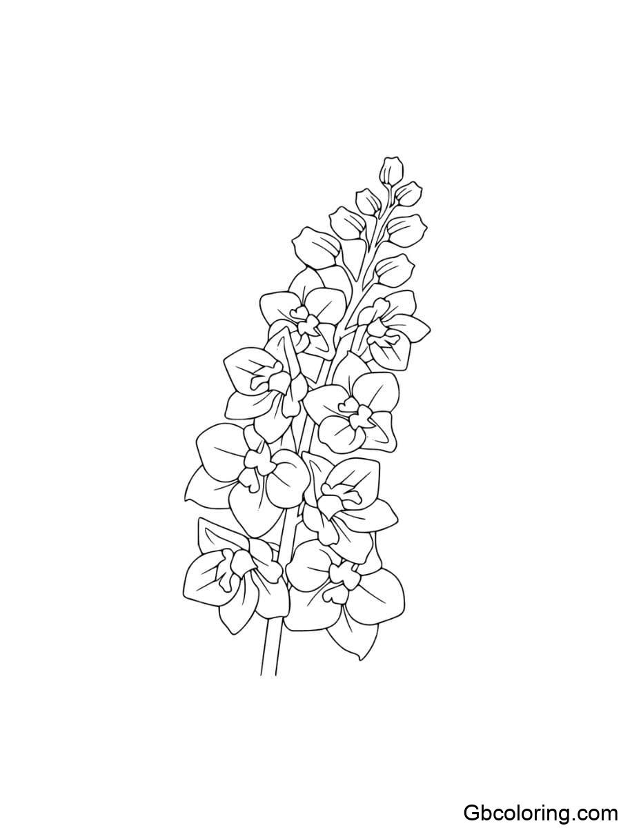 detailed delphinium coloring pages with plain background
