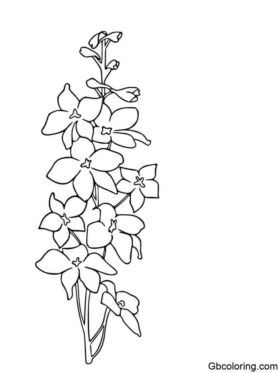 simple delphinium coloring pages for easy coloring