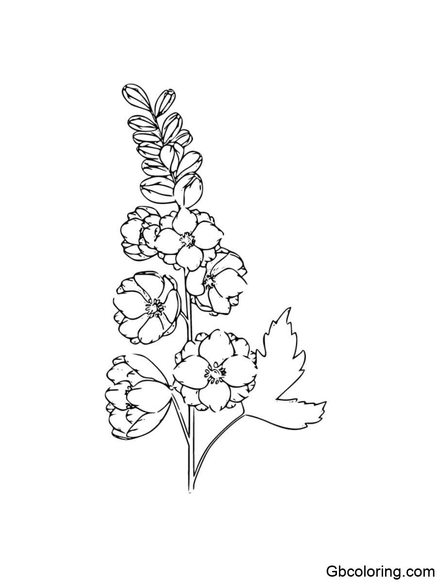simple delphinium coloring pages with minimal leaves